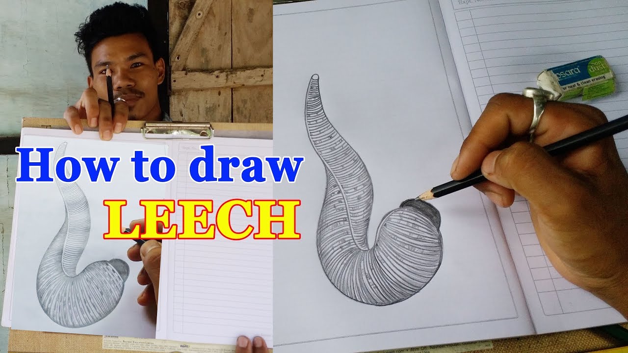 How to draw a LEECH | Penchil drawing | penchil Shading | LEECH