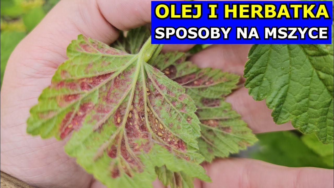 Olej i Herbatka na Mszyce. Skuteczne Naturalne Sposoby na Mszyce Zwalczanie. Pokrzywa Neem Tymianek.