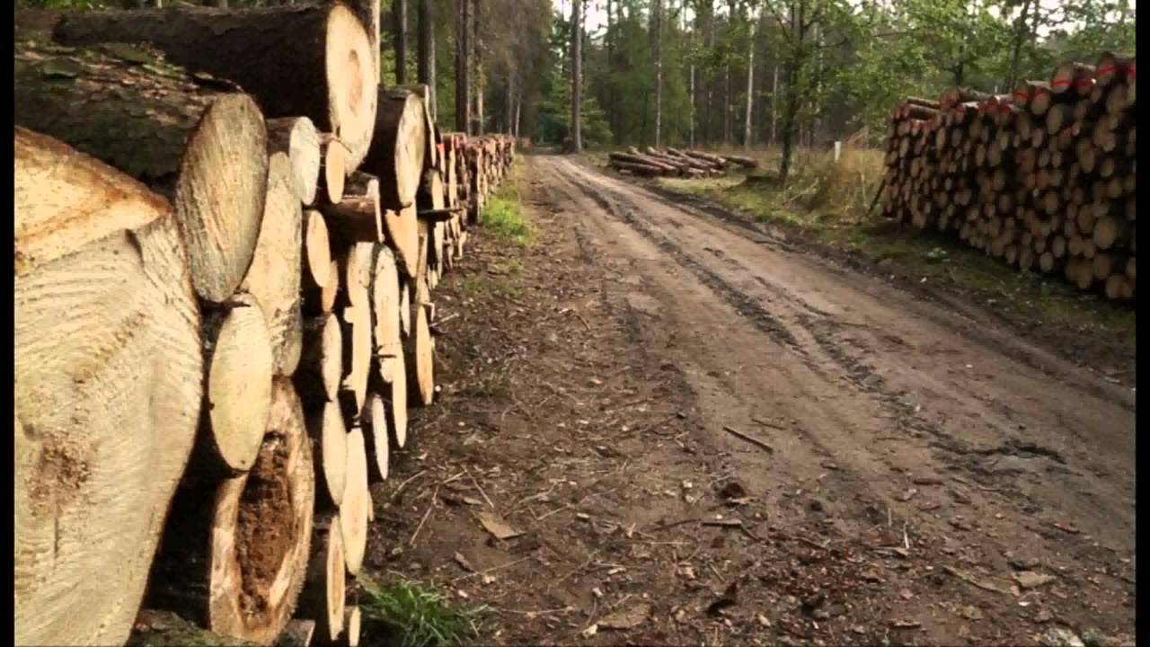Puszcza Białowieska Niemy Krzyk cz.2