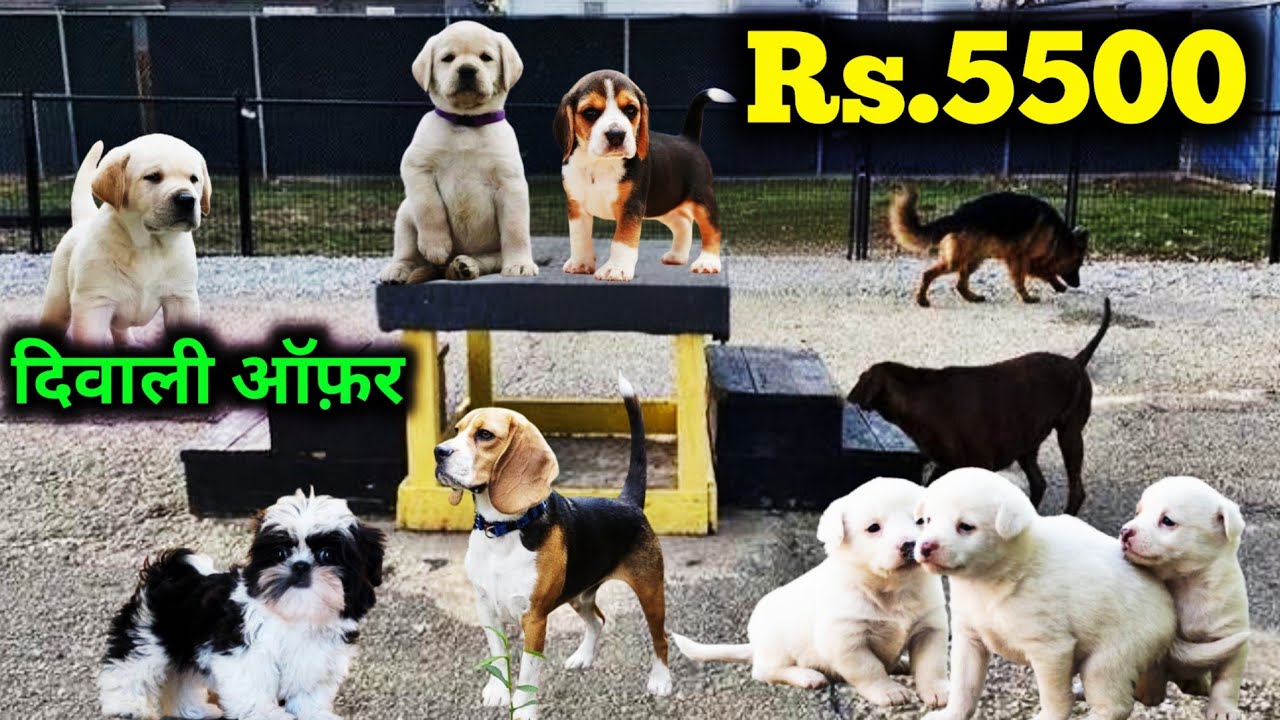 4 породы собак 5500 рупий Начальная цена | Ши-тцу | Лабрадор | Бигль | Немецкий шпиц