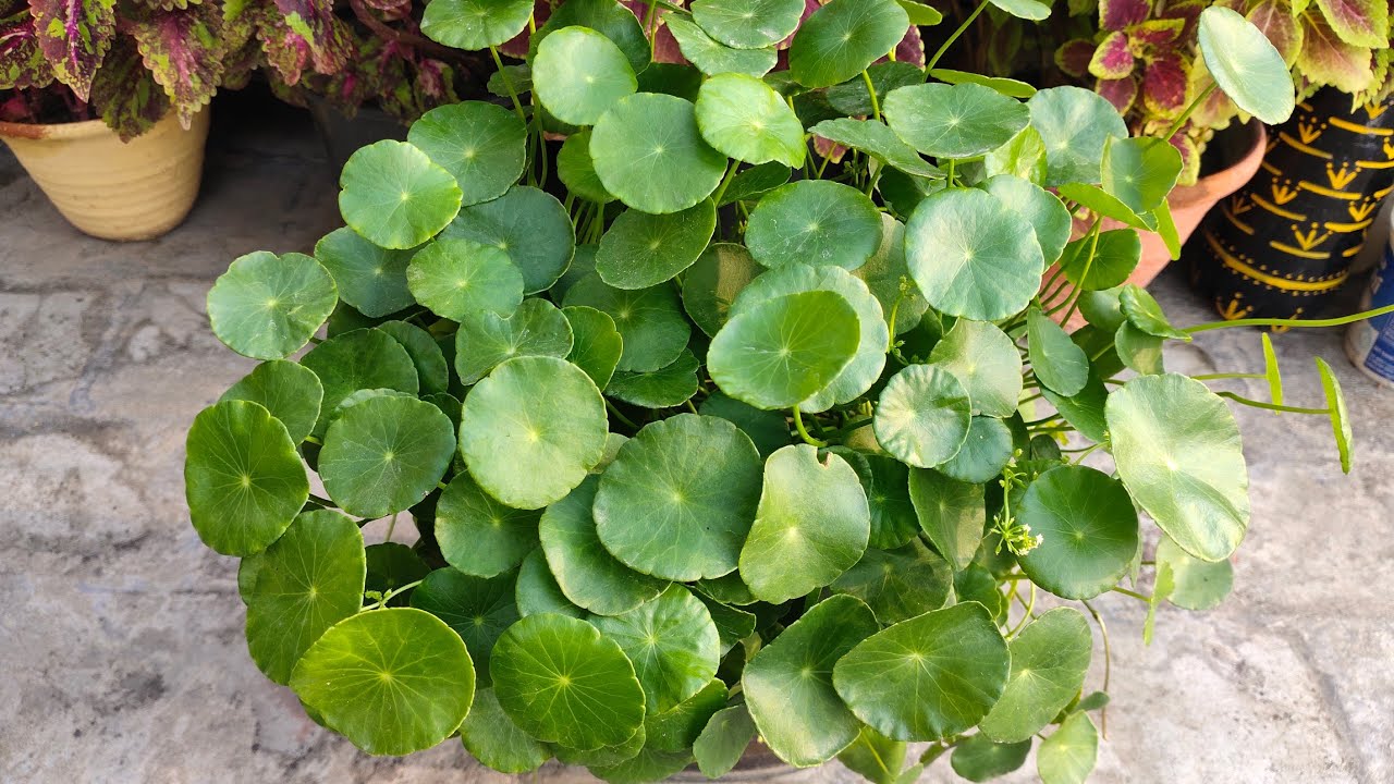 How to grow and care pennywort/dollar plant | पानी में डूबे रहने वाला पौधा | Beautiful aquatic plant