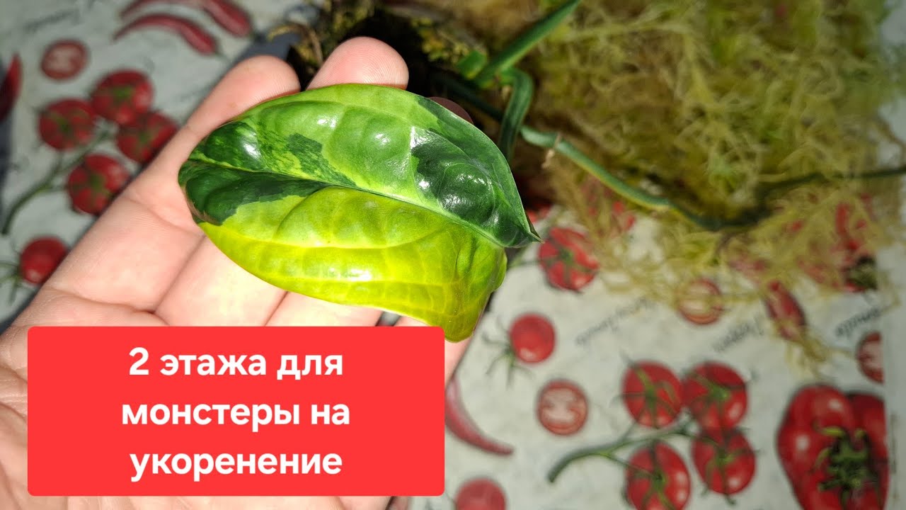 Размножение Монстеры Карстенианум (MONSTERA KARSTENIANUM). Видео от 16.01.2025г.