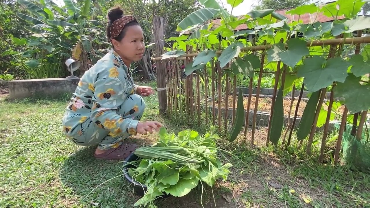 ក្តីសុខពិតៗ! បេះបន្លែដែលដាំខ្លួនឯងមកបរិភោគ | Harvesting Organic Vegetables for Dinner