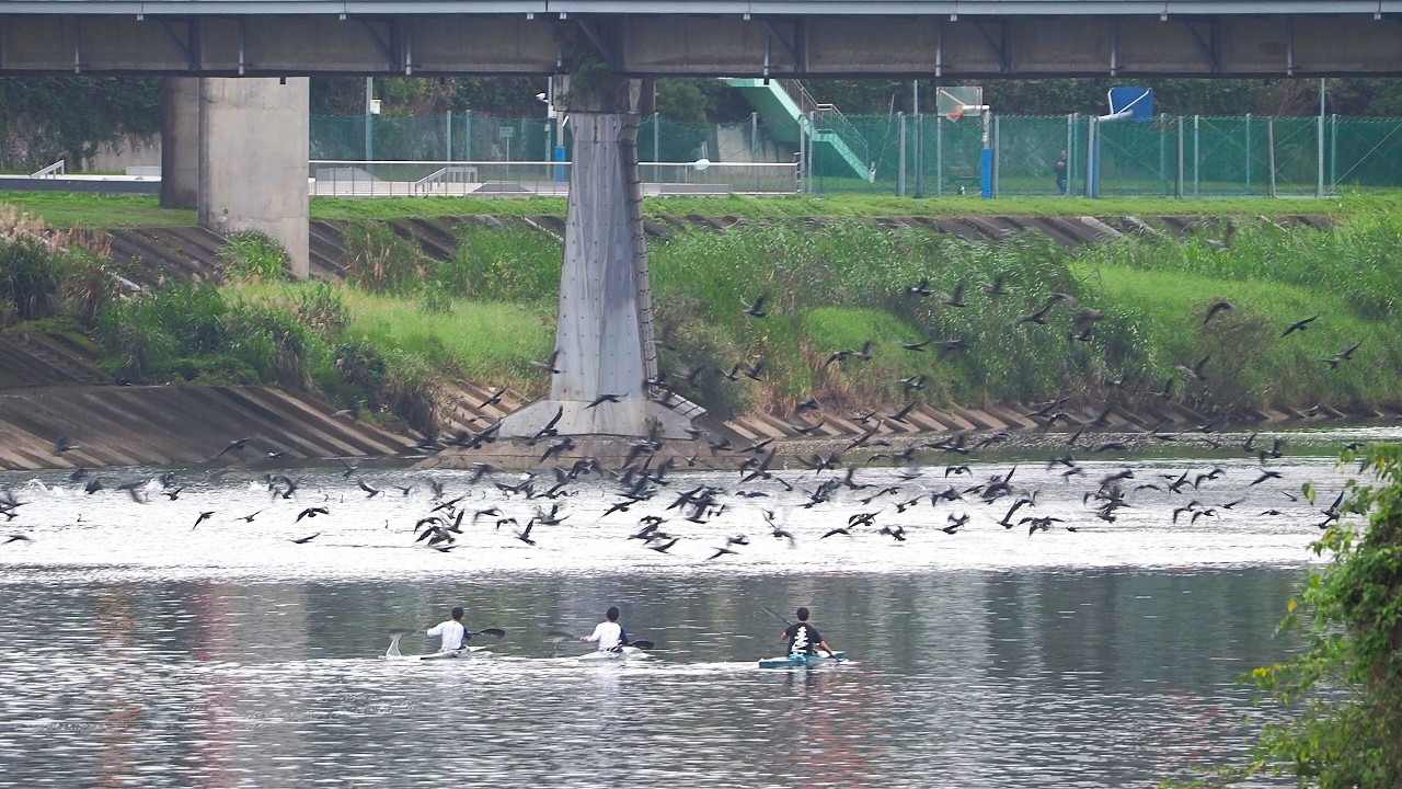 1150226 The great cormorants were frightened by canoeing at Chen-Kun bridge.