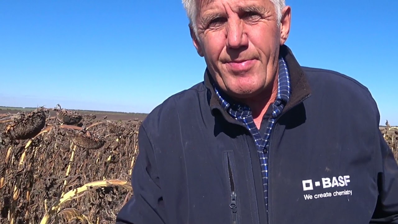 Подсолнечник 32ц Хайсан 254!!! С надеждой смотрим в будущее с Альта Сидс.