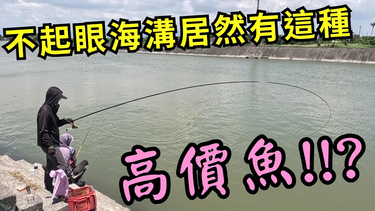 停車就可釣的不起眼路邊海溝 黑公釣不到竟然釣到這麼多這種高價魚種!?【自製ASA】【奶力蝦】 #磯釣 #黑公#全游動