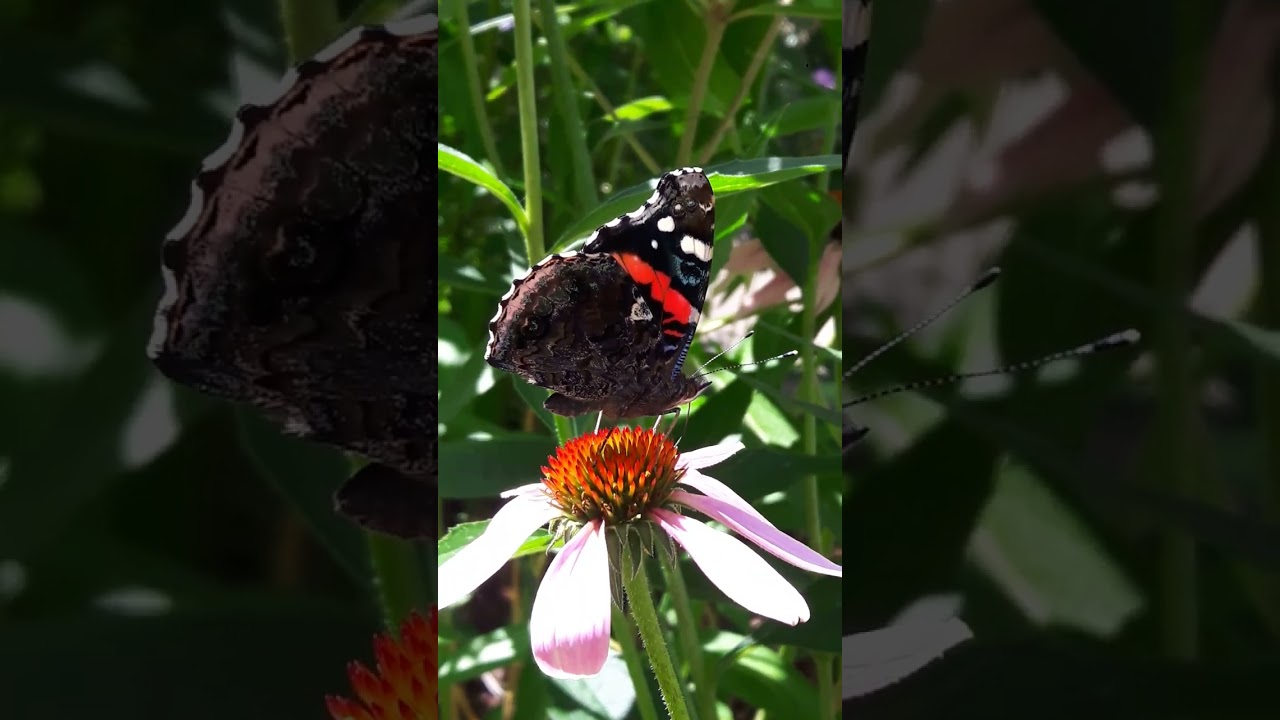 A Red Admiral Butterfly drinking nectar and curling its proboscis!🌻🦋 