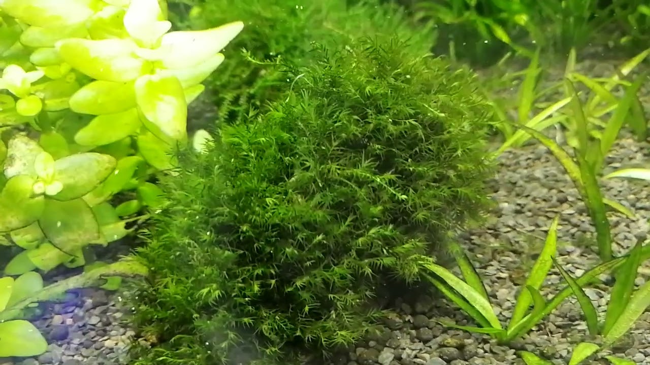 Мох Феникс - Fissidens fontanus