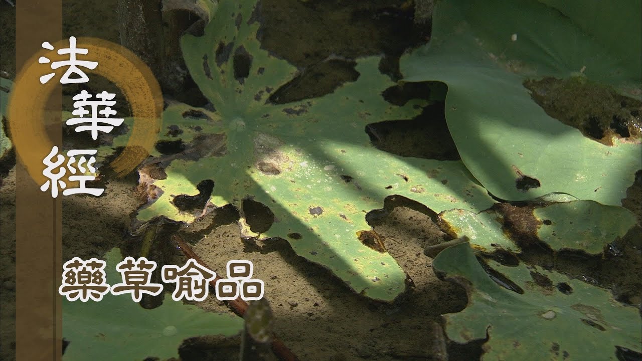 【靜思妙蓮華】法華經藥草喻品 - 聞法持戒 後生善處 - 20210707 第887集