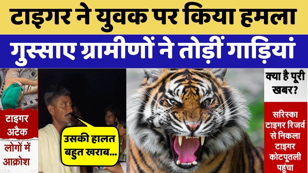 Tiger Attack: Youth Attacked in Kotputli | Viral Video | Breaking News | Rajasthan | Sariska