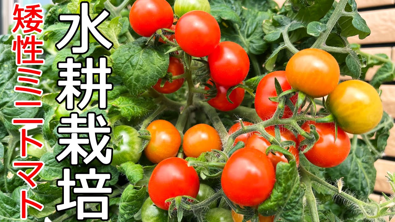 矮性ミニトマトの水耕栽培｜背丈が低く屋内の狭いスペースでもOK