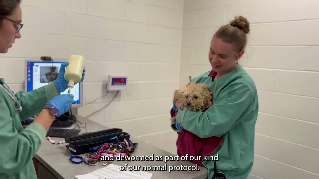 Rescuing nearly 60 dogs from a hoarding situation