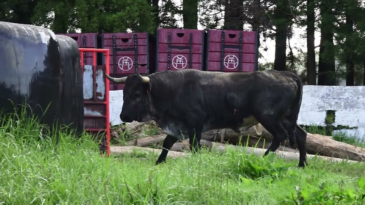 EG Bulls - Os Touros Para Os Outeiros - Ilha Terceira - Açores - Portugal