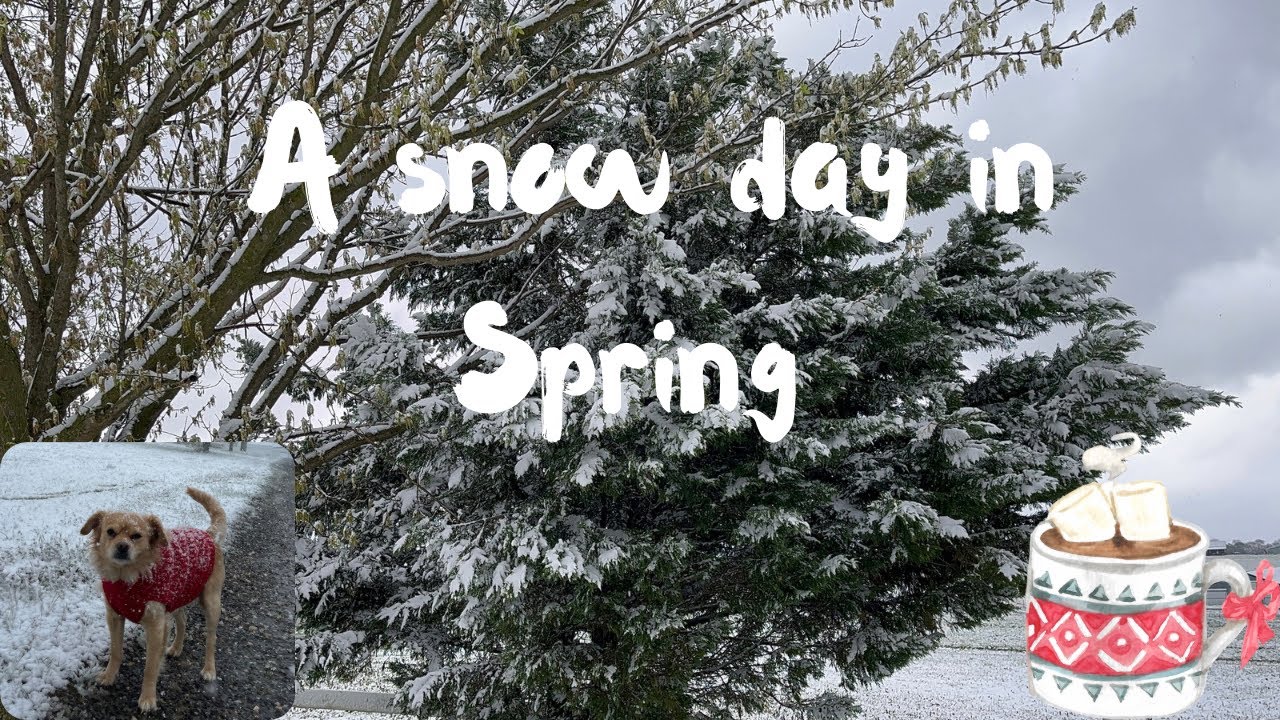 A Snow Day Nature Vlog 