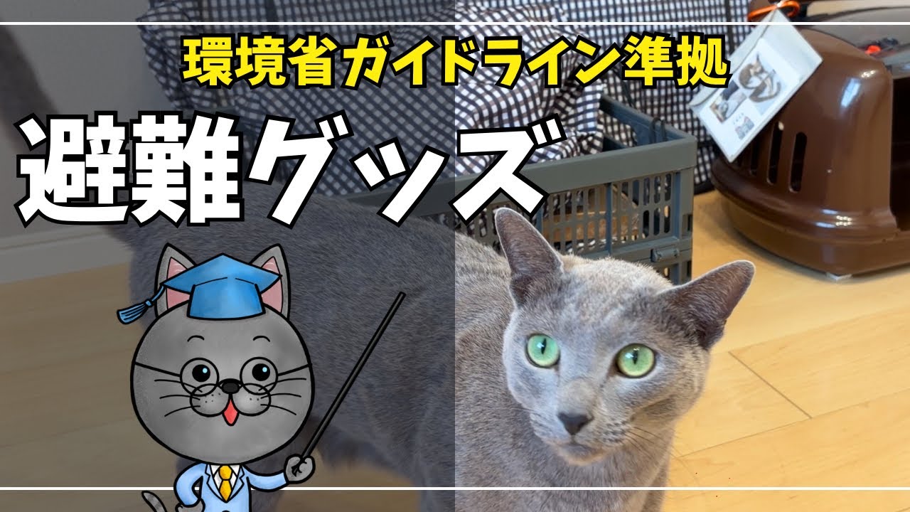 【猫の災害対策】年に一度の避難グッズチェック｜人とペットの災害対策ガイドライン準拠