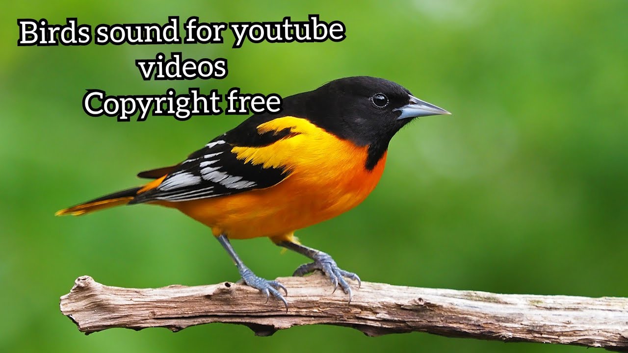 Bird Sound | Birds Chirping Copyright Free | Morning Birds Sound for youtube Videos | Download free
