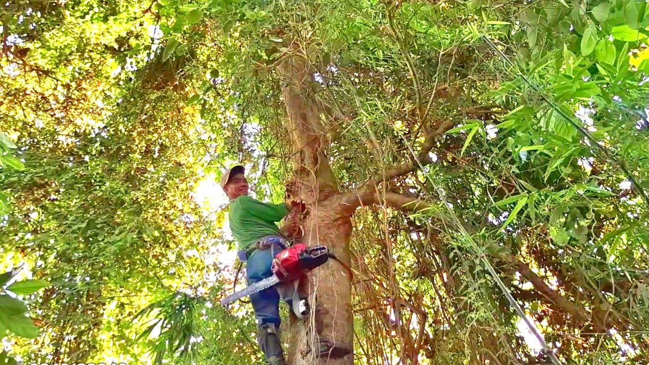 Khó khăn, Cưa cây nhiều dây bám um tùm / Difficult, Sawing trees with many overgrown wires | T599