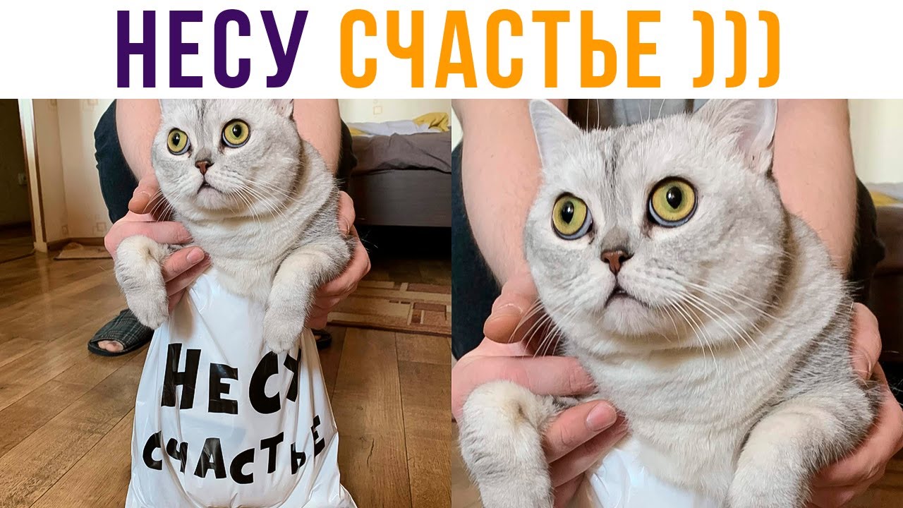 Несу счастье)) Книжные приколы | Книгоголик