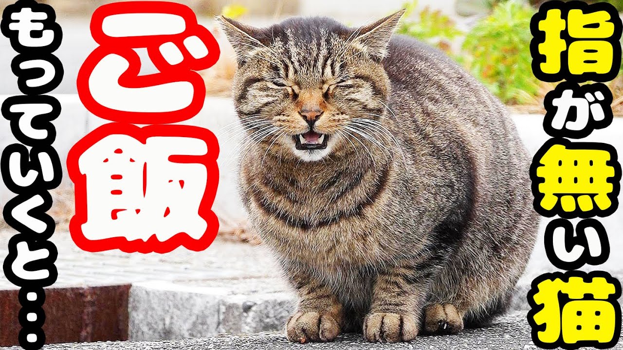 空腹で鳴いていた右後ろ足の指が無い猫にご飯をあげると・・・ さくらねこへのエサやり【視聴するだけでも猫を助けることになります】支援者様 視聴者様 猫たちに神のご加護を！