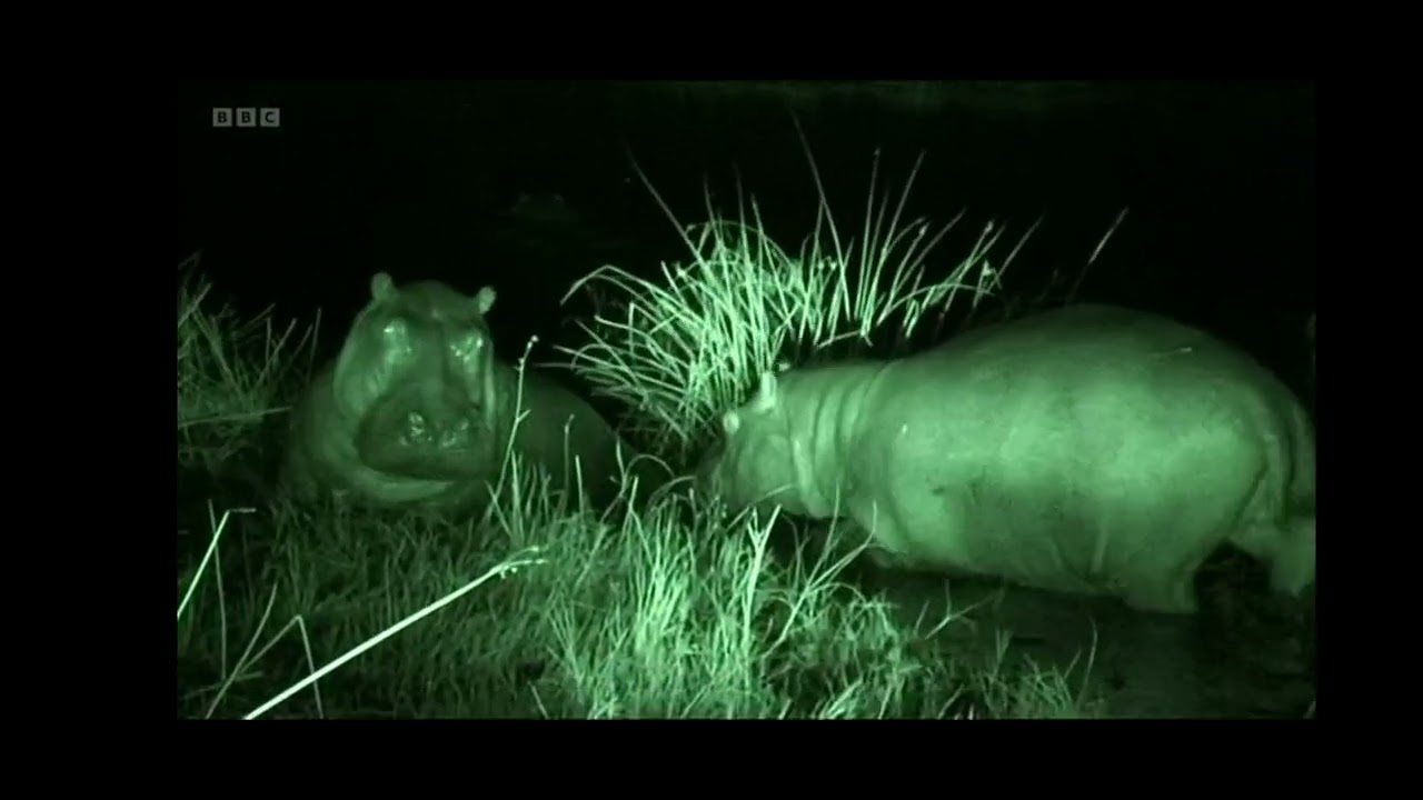 Top gear- Botswana Special- cows head in a tent