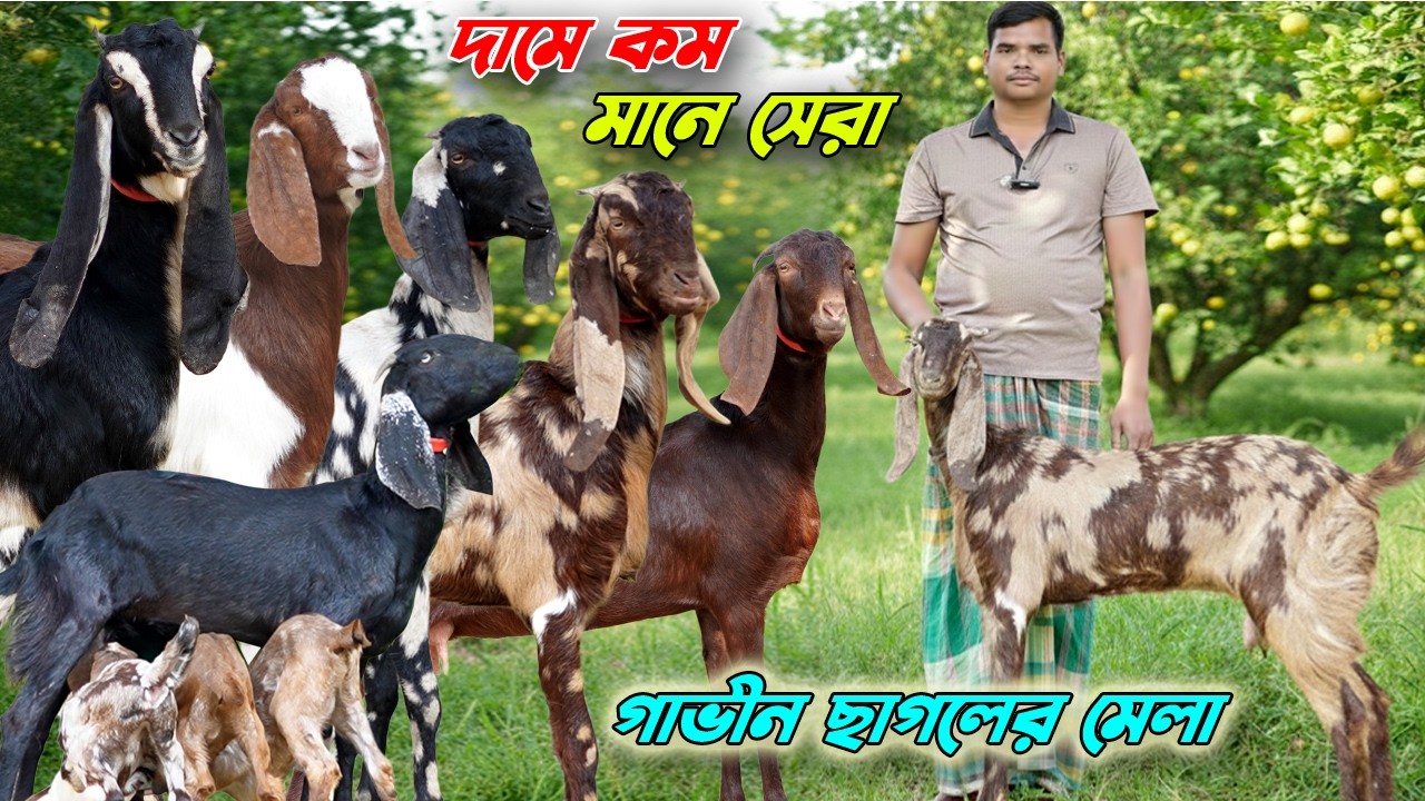 গাভীন ছাগলের মেলা। দামে কম মানে সেরা। উন্নত জাতের ছাগল।