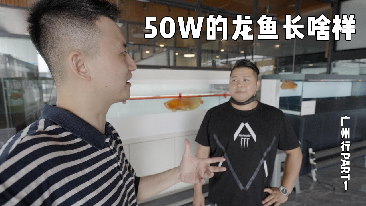 价值50W的红龙长啥样？