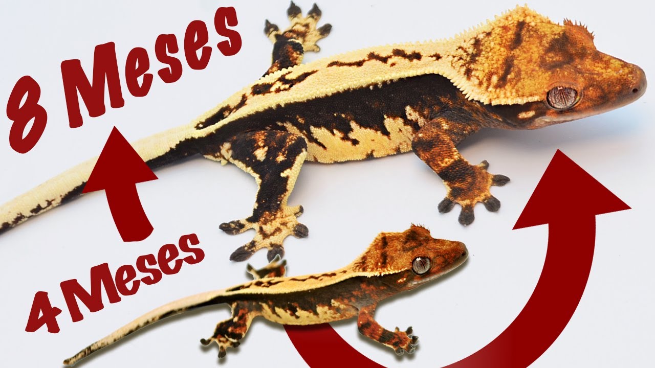 5 Consejos para Acelerar el Crecimiento de tus Geckos!