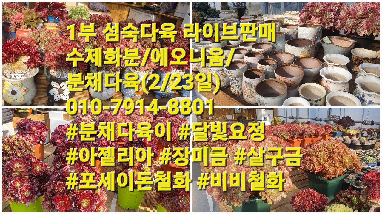 1부 섬숙다육 라이브판매!수제화분/에오니움/분채다육(2/23일)010-7914-8801 #분채다육이 #달빛요정 #아젤리아 #장미금 #살구금 #포세이돈철화 #비비철화