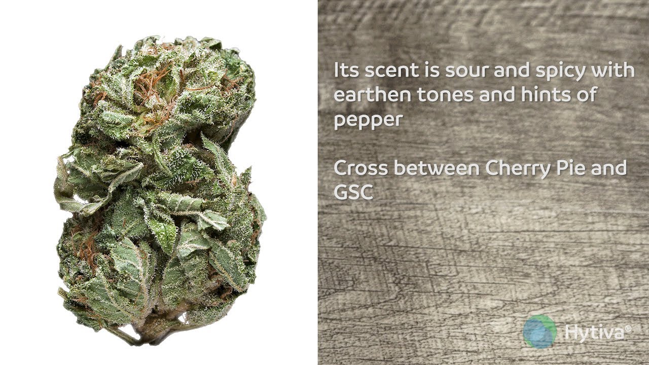 Pink Cookies | Strain Review