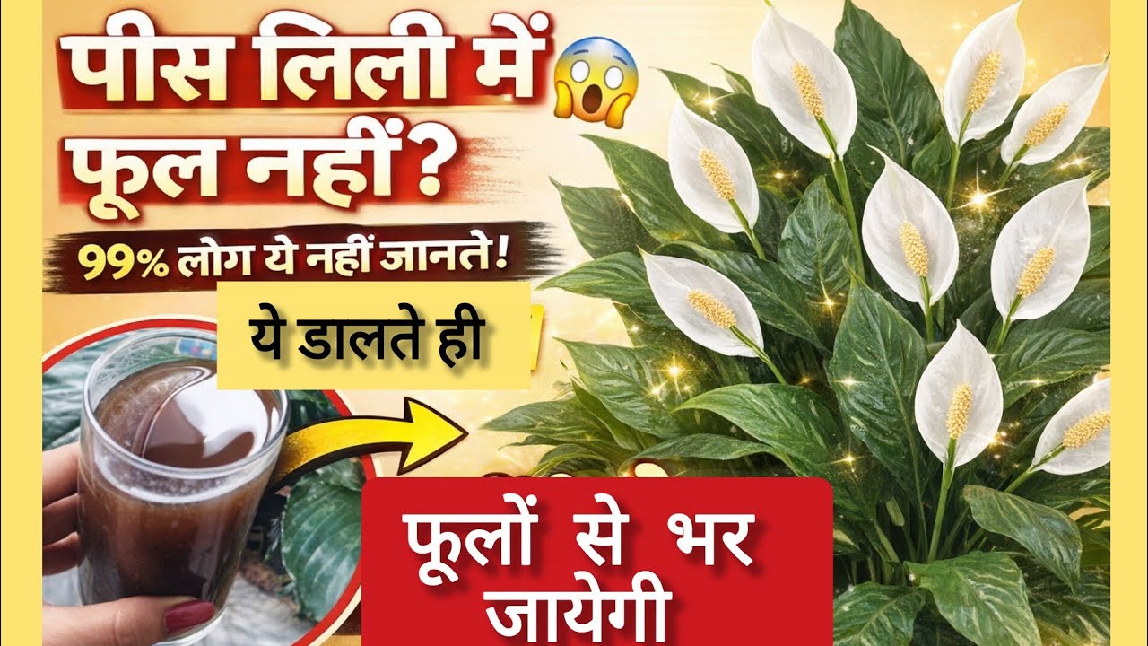 🟣99% लोग ये खाद नहीं जानते जिसके कारण पीस लिली पर फूल नही खिलते हैं/Peace Lily CareTips &fertilizer 