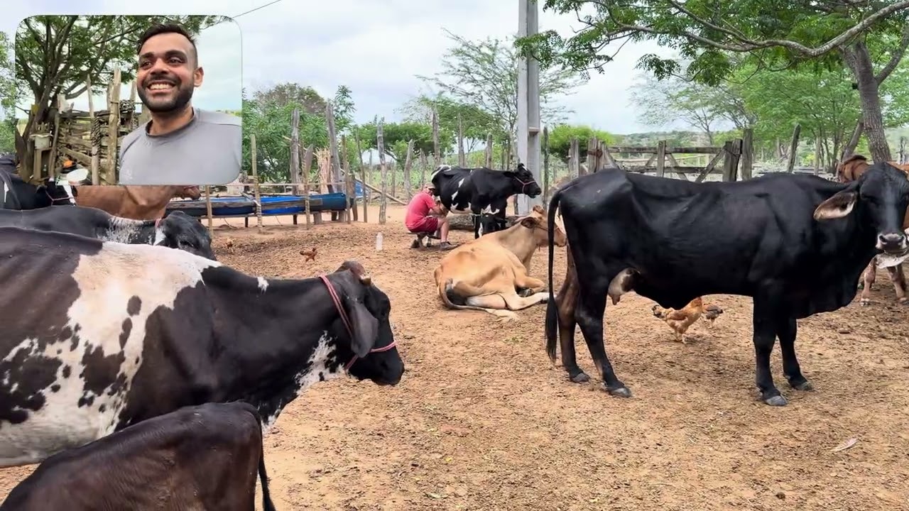 FAZENDA CARRANCUDO - SEU ENEZIO - ROTINA DIÁRIA Mairi/BA 🐄🥛
