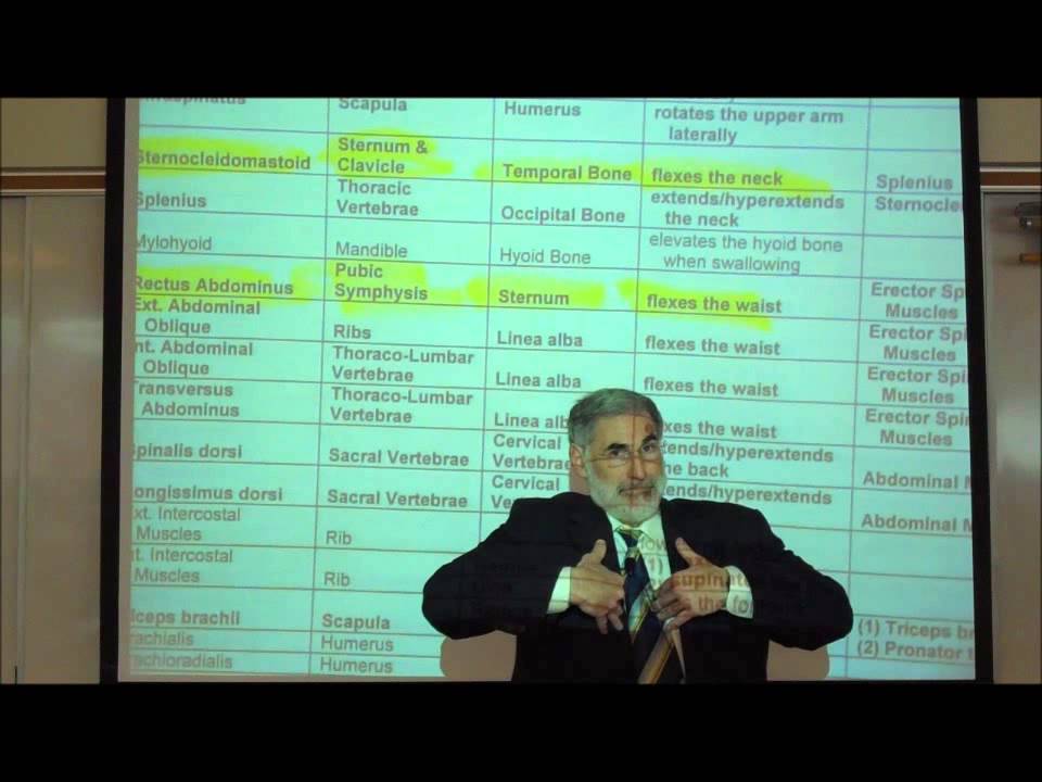 ANATOMY; MUSCLES OF THE VERTEBRAL COLUMN; SPLENIUS, ABDOMINAL & ERECTOR SPINAE by Professor Fink