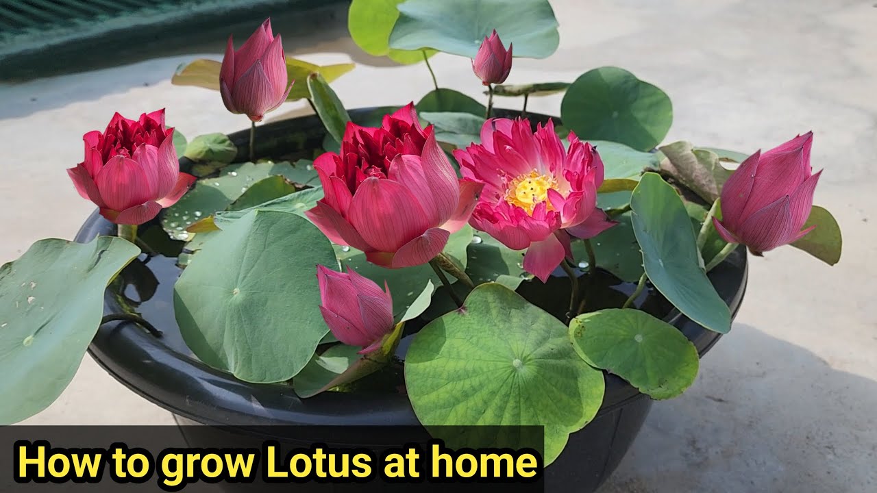 How to grow lotus plant in tub/Full Information