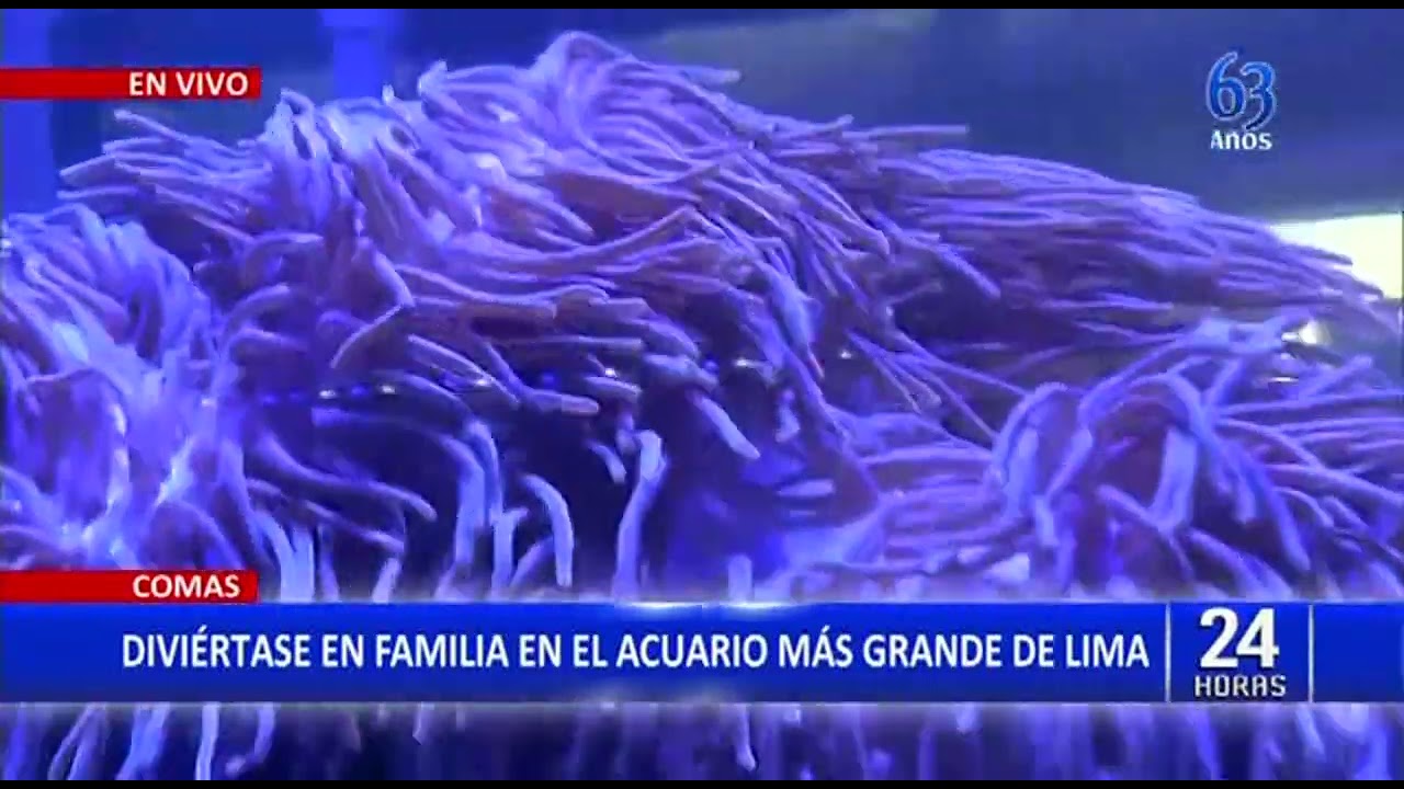 Comas: conoce el acuario más grande del Perú que alberga más de 600 especies