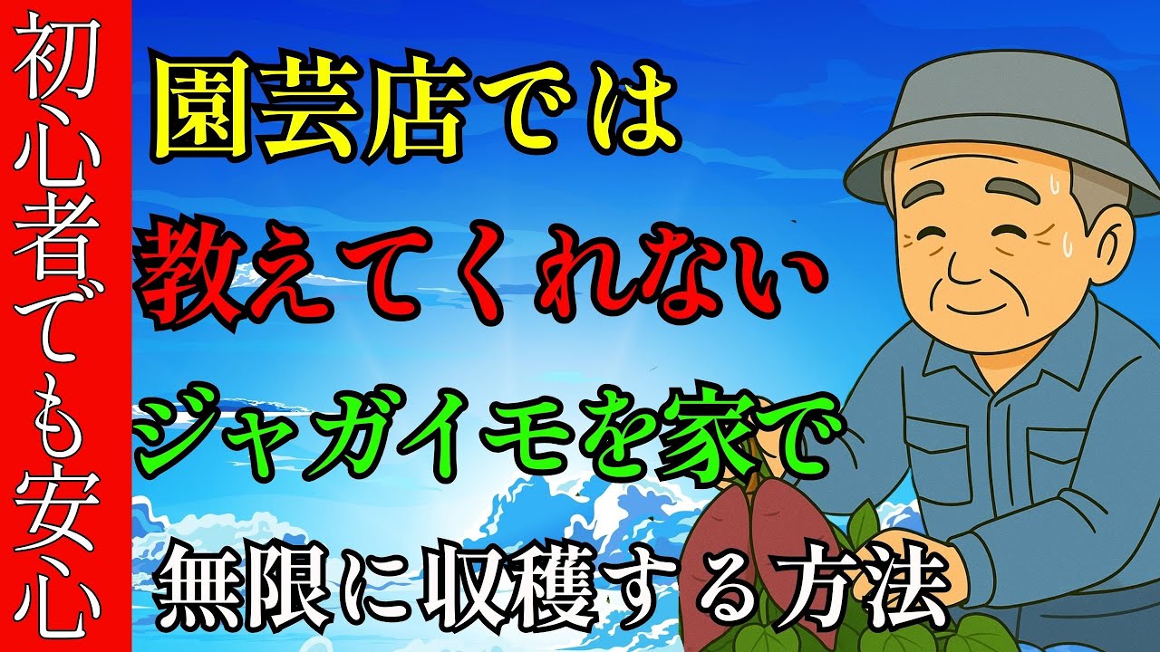【衝撃】ベランダでジャガイモを“無限栽培”！年中買わずに楽しむ方法【家庭菜園】【初心者OK】
