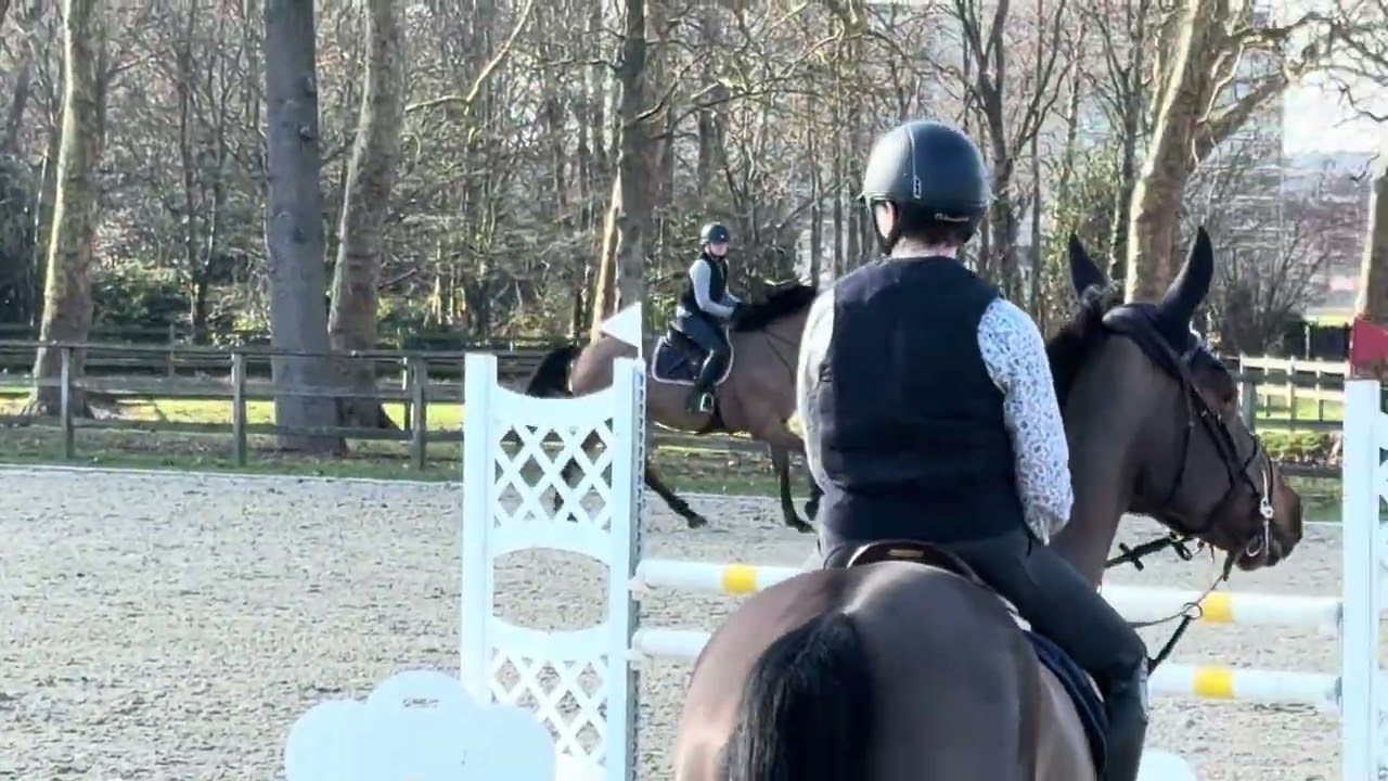 Patience PL - 5 yr old- 110 cm waregem