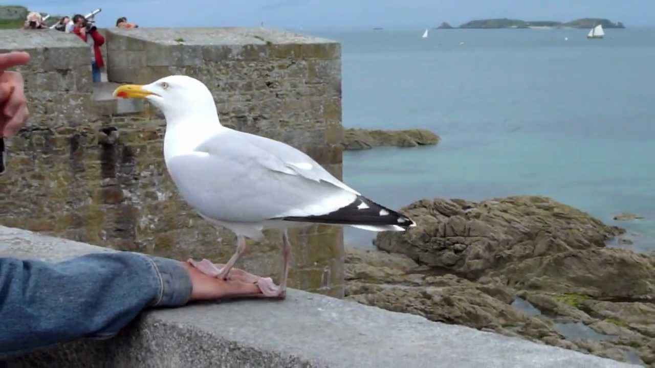 Beaux goélands  sur les remparts de Saint Malo