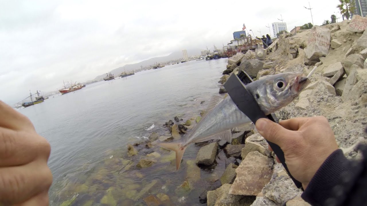 Pesca UL Jureles en el Water Polo - Coquimbo Chile
