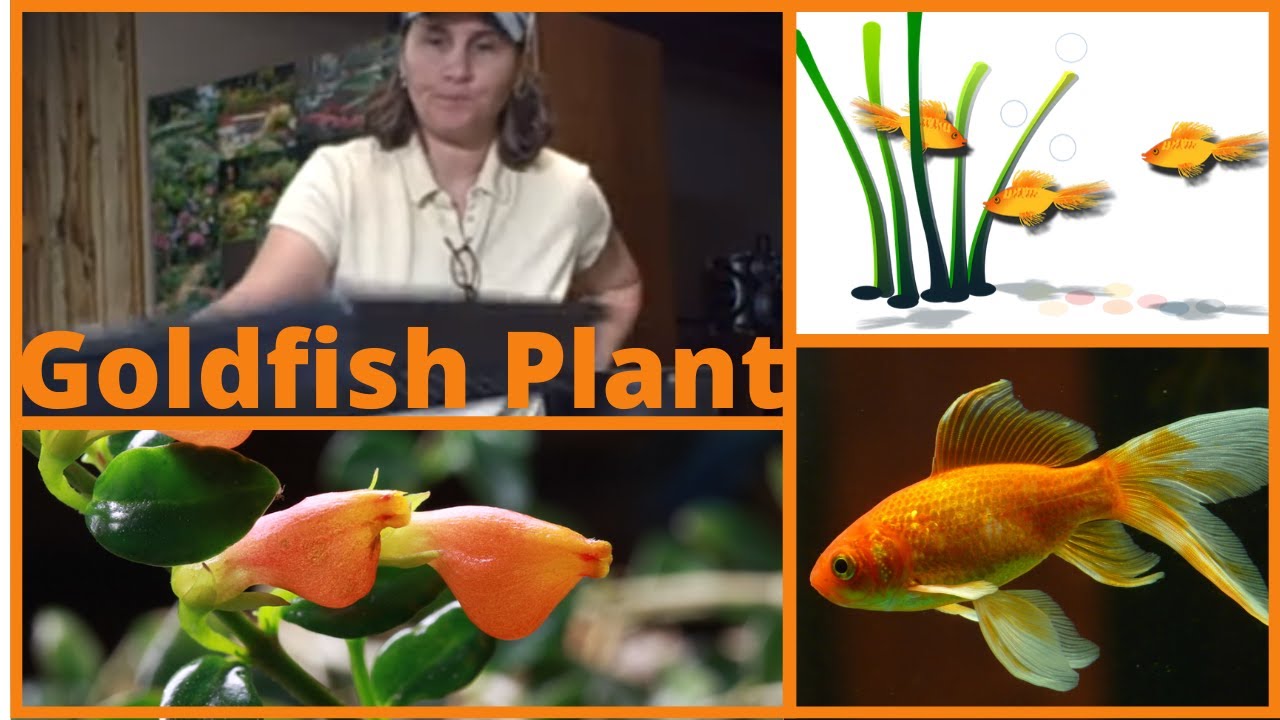 Planting- How to Propagate Goldfish Plant Cuttings Indoors
