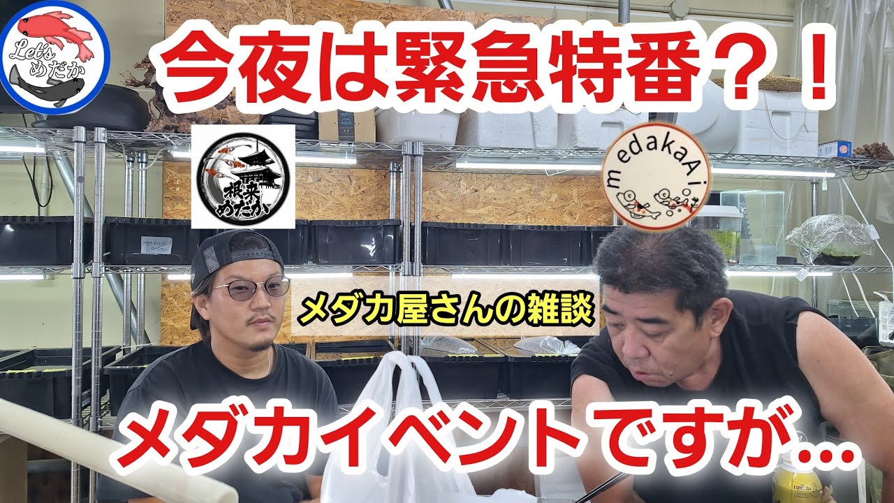 【初心者さん必見】流行りのメダカをお安く！～送料無料でご自宅へ～