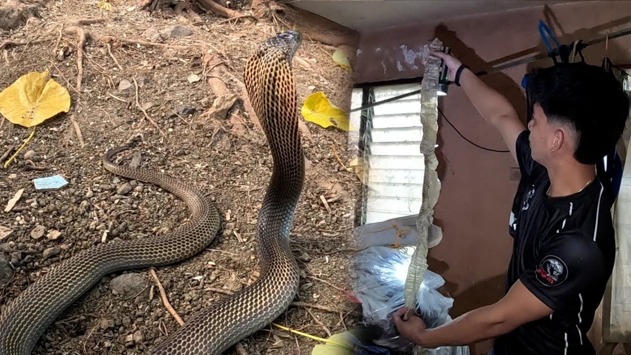 ANG PAG HAHANAP NG IBA PANG COBRA SA NANAY NI MAYOR