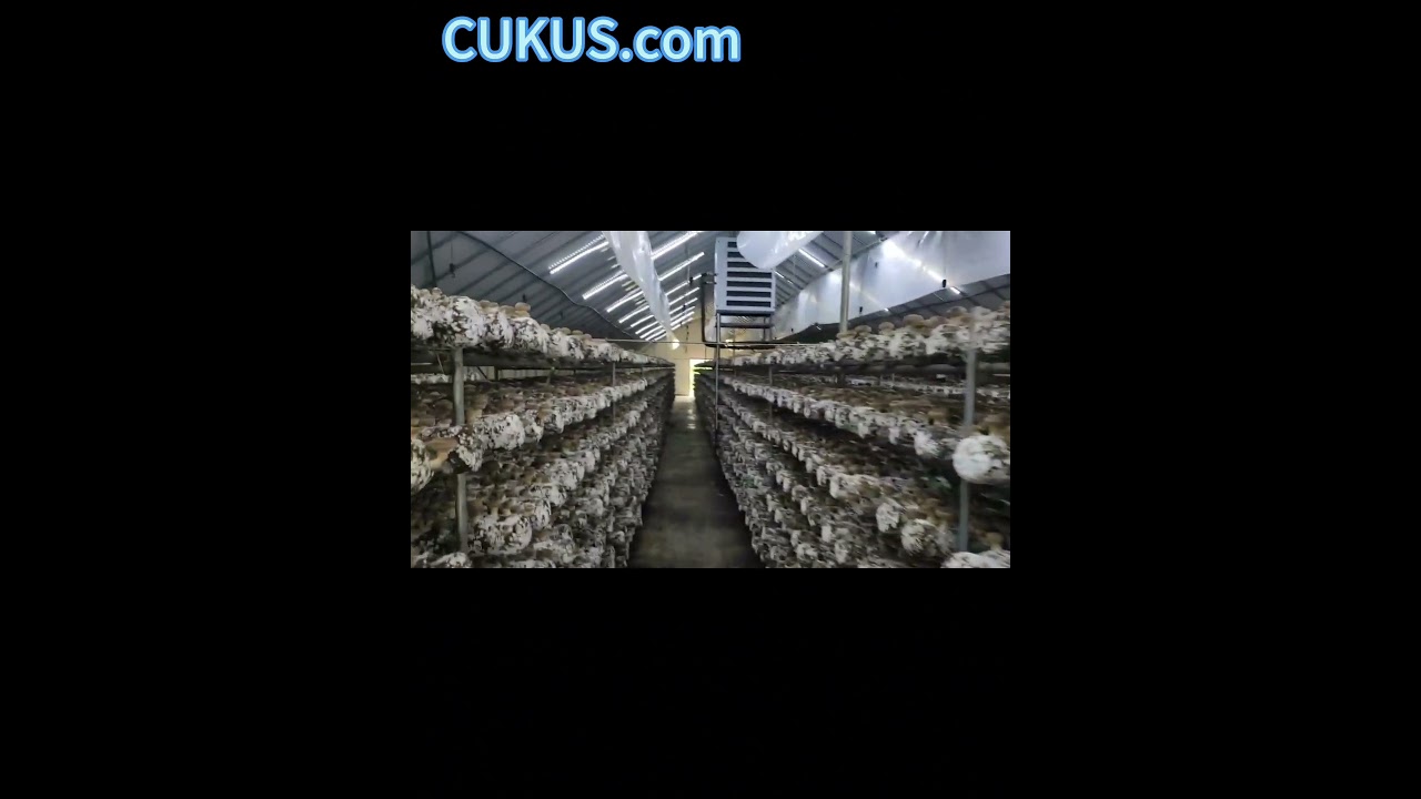 Shiitake Mushroom Logs fresh shiitake  polish farm wholesale to whole europe CUKUS