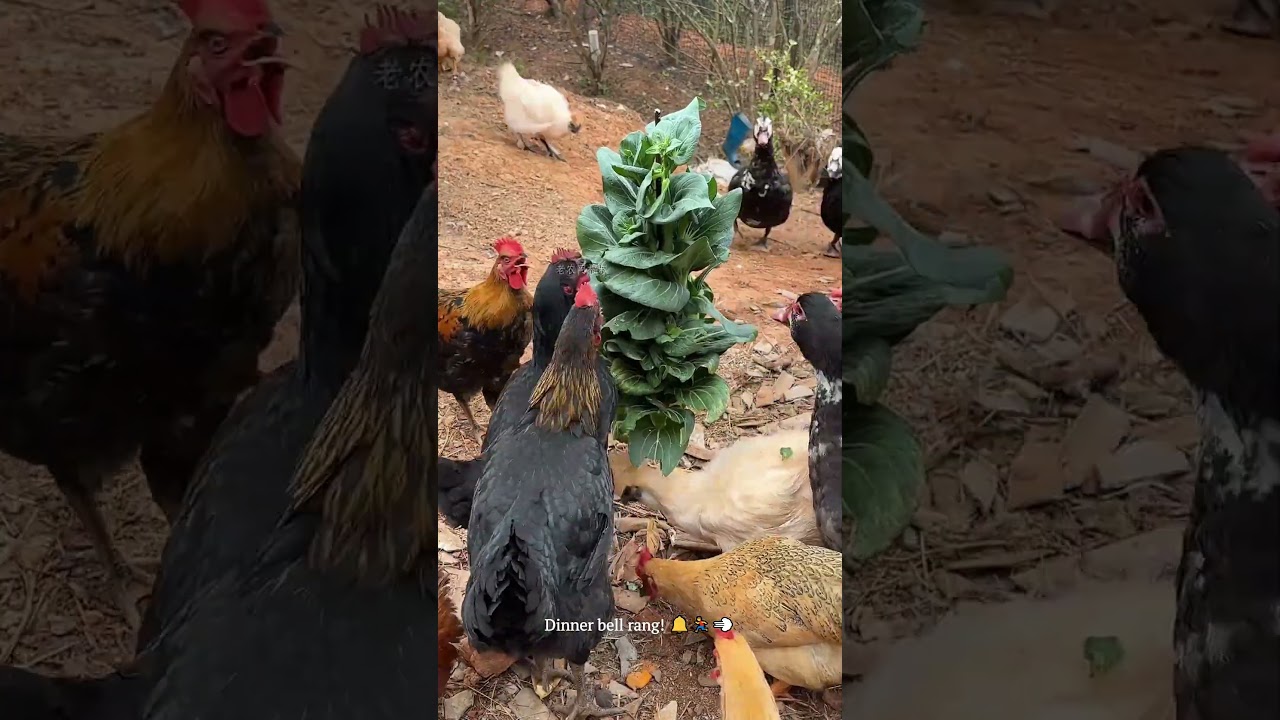 The smartest way to feed birds!🥬Never Feed Your Chickens on the Ground Again! #farming #chickens