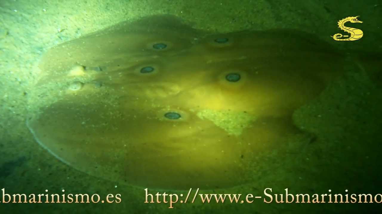www.e-Submarinismo.es: Inmersión Nocturna en Badalona parte 1