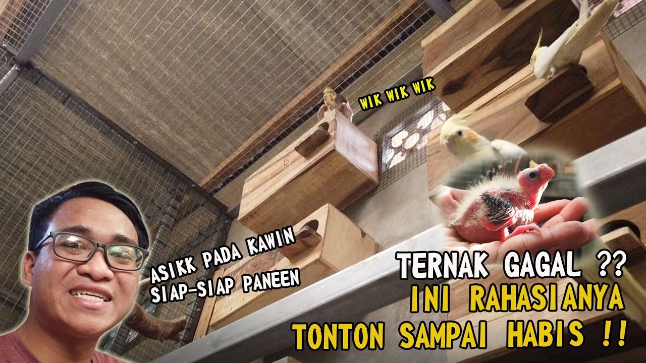 PANEN MELIMPAH || CARA MUDAH TERNAK PARKIT AUSTRALIA