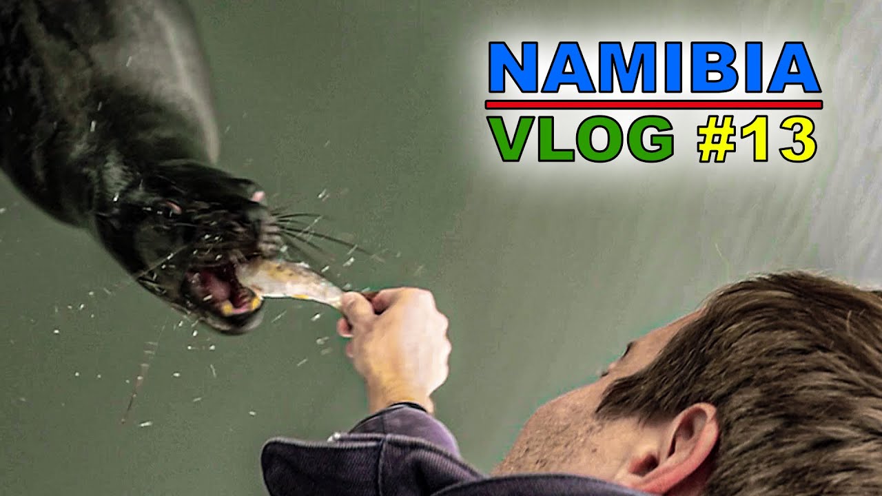 Hungrige Tiere in der Walfischbucht 🌞 Namibia Vlog #13