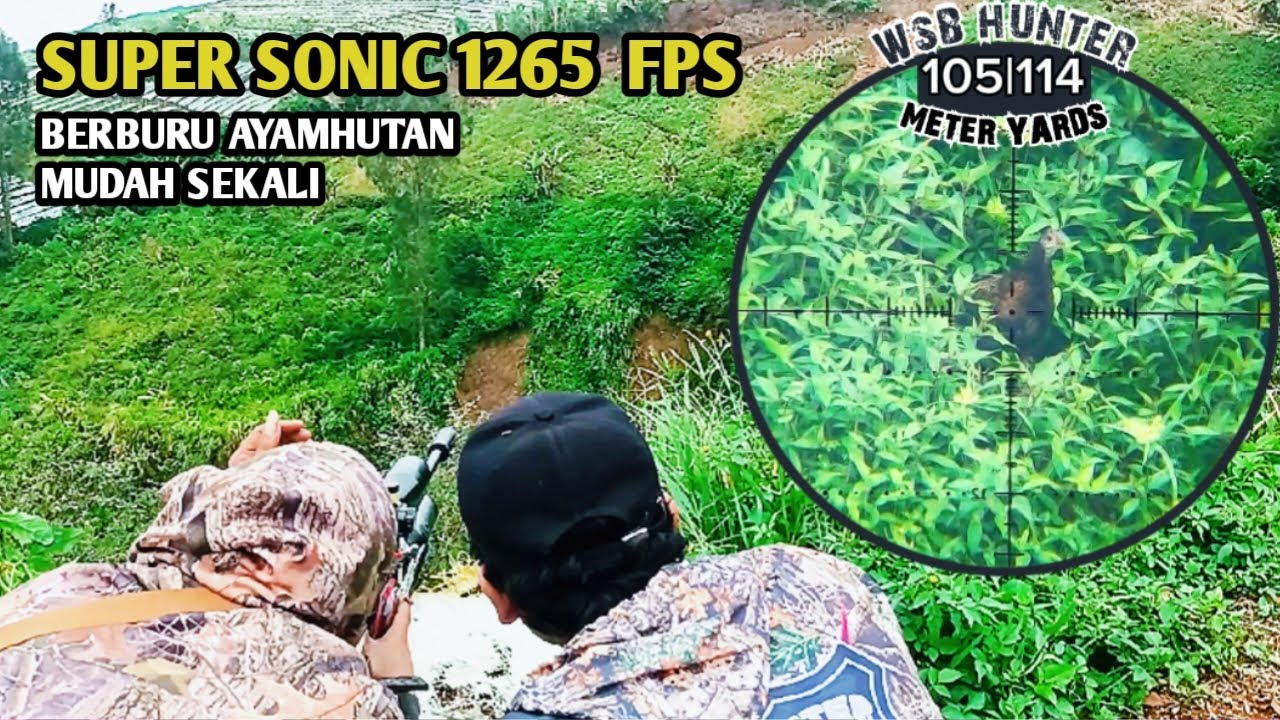 HUNTING AYAMHUTAN DI LERENG GUNUNG SUMBING RUDAL 1265 FPS MATAP SEKALI GUES 