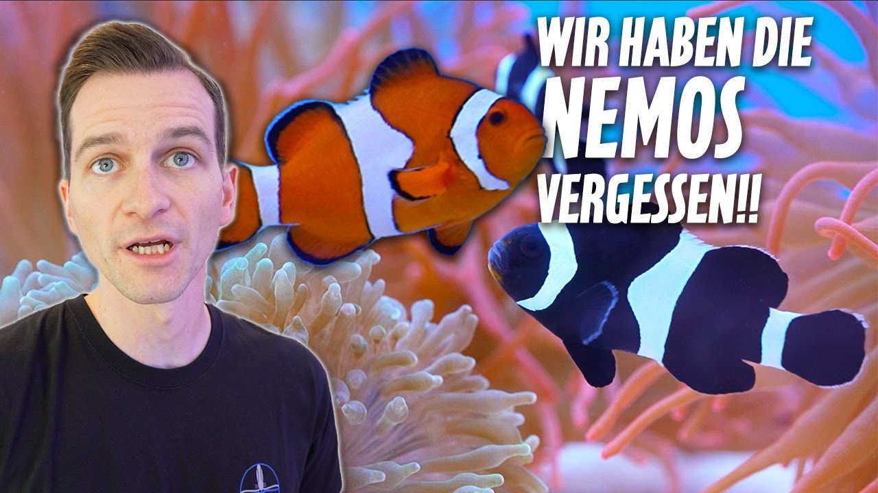 Wir haben die NEMOS im NACHZUCHTAQUARIUM vergessen!! 😱 * PlanktonPlus Aquaristik *