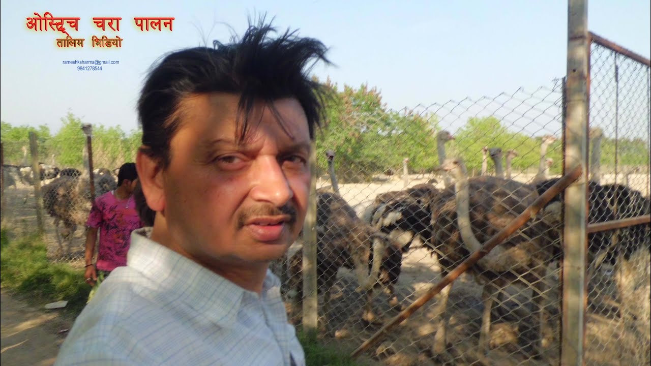 Ostrich Farming Training Video by Engineer Ramesh K Sharma Nepal