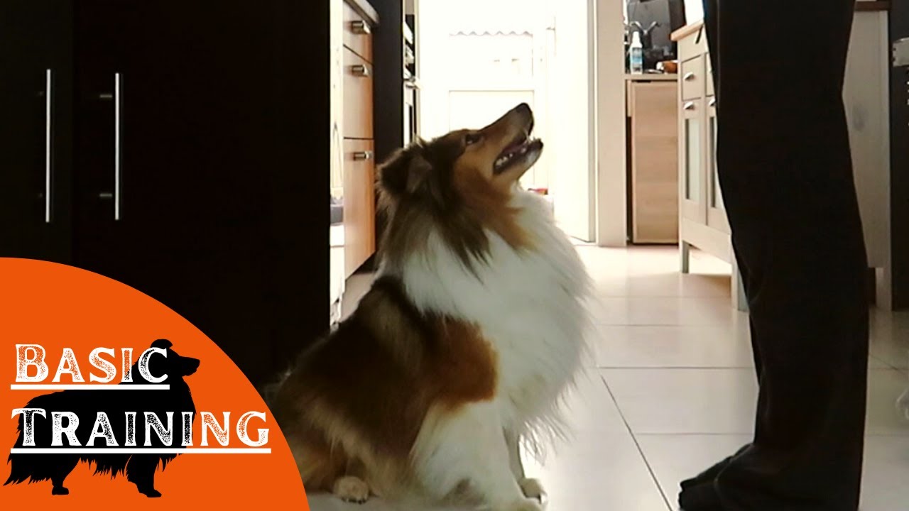 What my Shetland Sheepdog learned in Basic Training